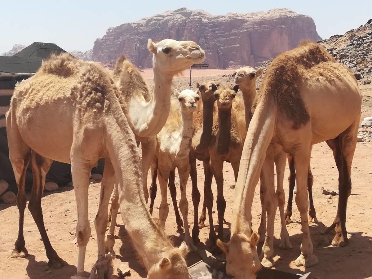 Climbers House In Wadi Rum Eksteriør billede