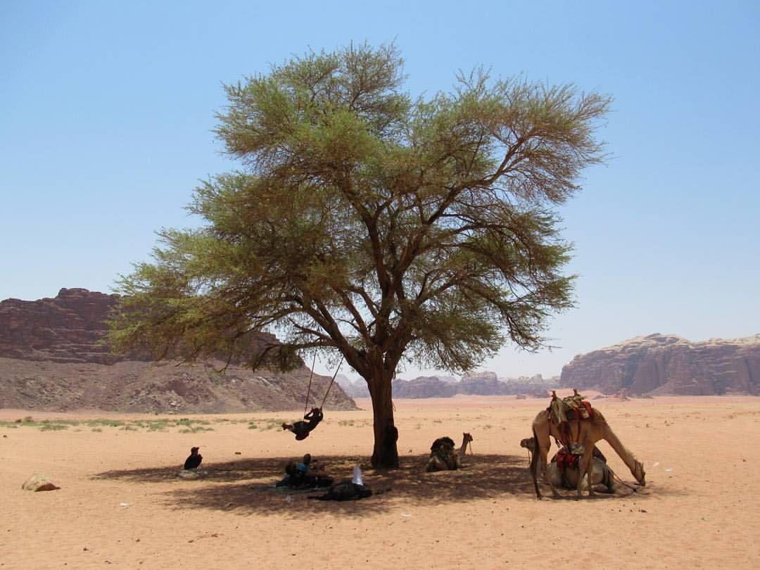 Climbers House In Wadi Rum Eksteriør billede